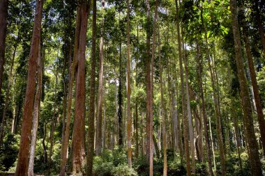 yeşil bir ormanda yaşlı ağaç