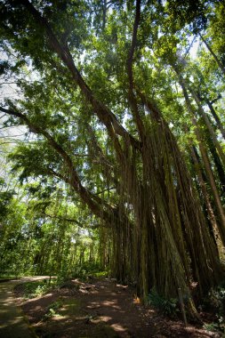 yeşil bir ormanda yaşlı ağaç