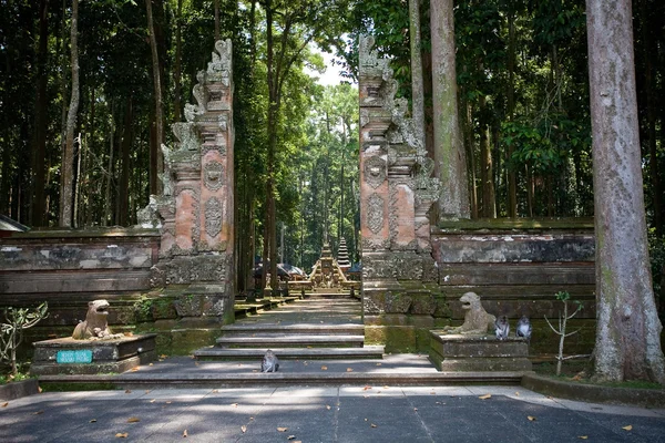 Bosque de monos en Bali (Sangeh ) — Foto de Stock