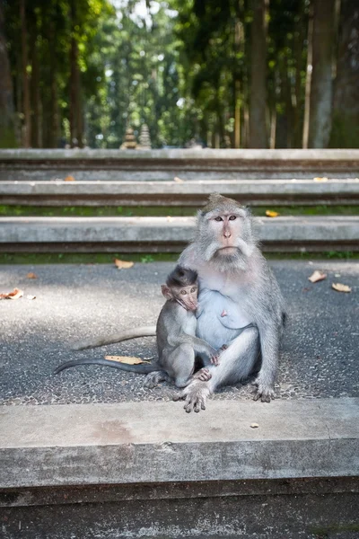 Mono con un bebé — Foto de Stock