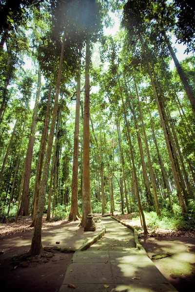 Gamla träd i en grön skog — Stockfoto