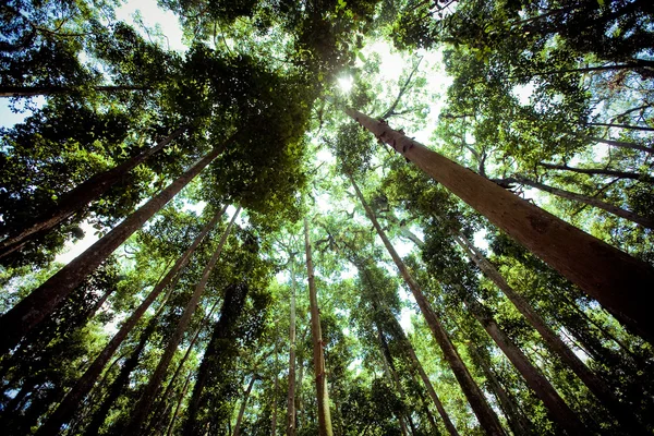 Yeşil bir ormanda yaşlı ağaç — Stok fotoğraf