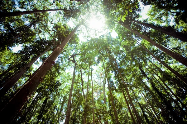 Gamla träd i en grön skog — Stockfoto