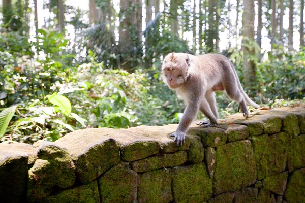 Macaco. — Fotografia de Stock