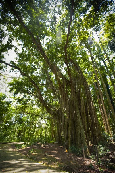 Árbol viejo en un bosque verde —  Fotos de Stock