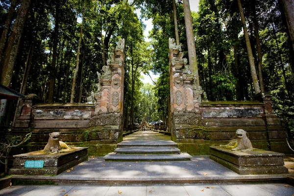 Monkey forest in Bali (Sangeh) — Stock Photo, Image