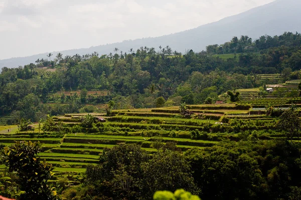 Terraza de arroz en las montañas . — Foto de Stock