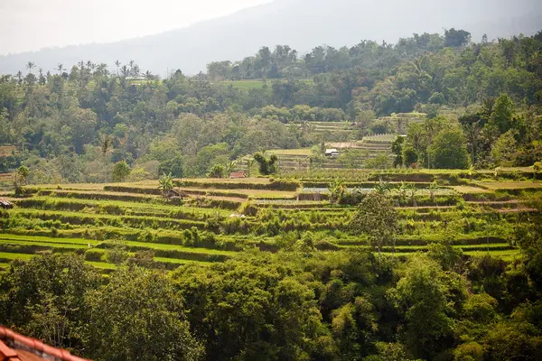 Terrasse de riz en montagne . — Photo