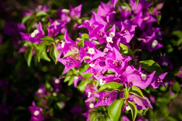 Asian flowers — Stock Photo, Image