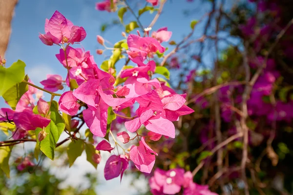 Азиатские цветы — стоковое фото