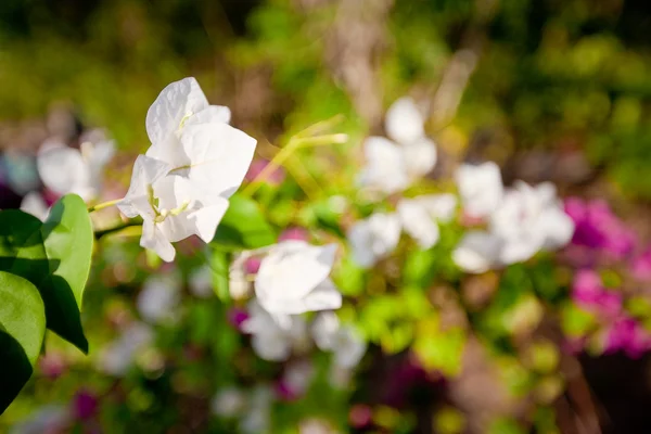 Asian flowers — Stock Photo, Image