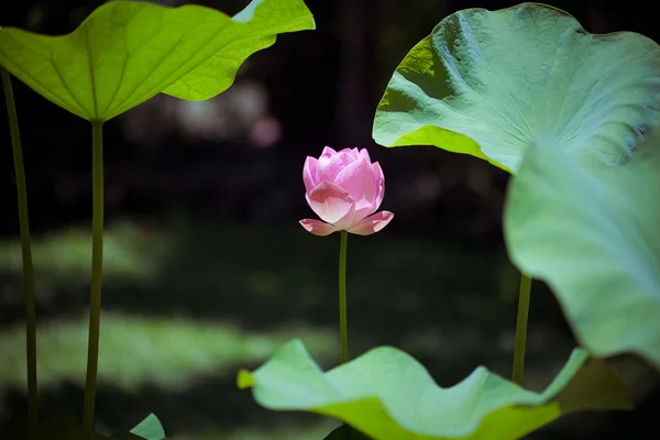 Rosa Lotus auf dem Fluss — Stockfoto