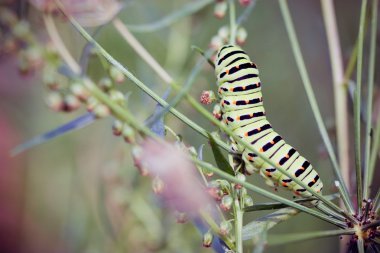 siyah swallowtail