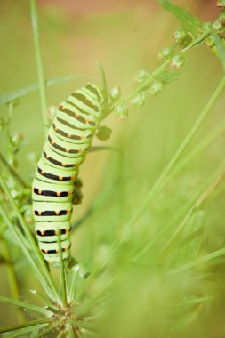 siyah swallowtail