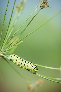 siyah swallowtail