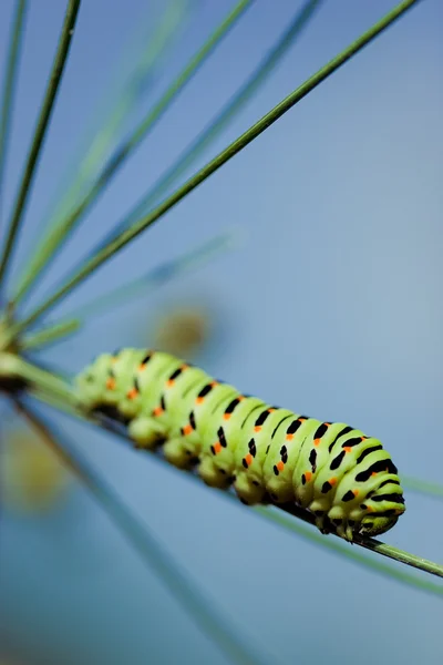 En svart swallowtail — Stockfoto