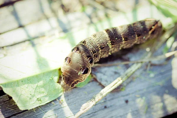 En svart swallowtail — Stockfoto