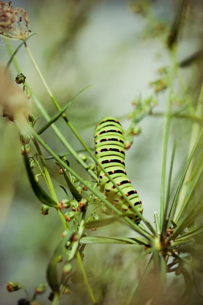 En svart swallowtail — Stockfoto