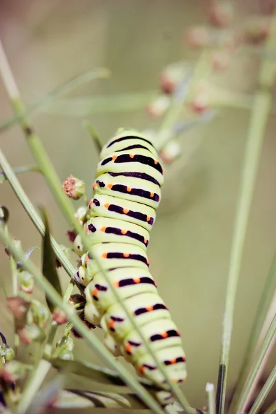 En svart swallowtail — Stockfoto