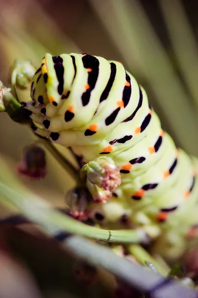 En svart swallowtail — Stockfoto