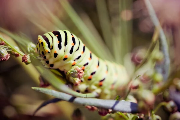 En svart swallowtail — Stockfoto