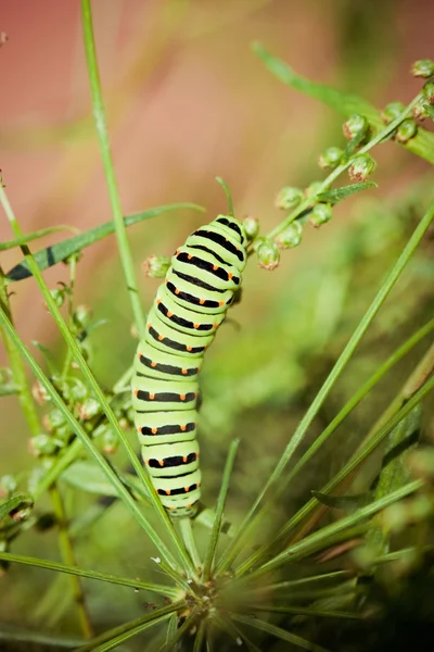 En svart swallowtail — Stockfoto