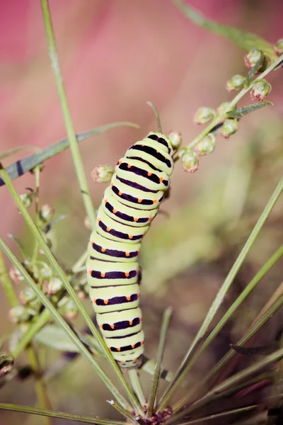 En svart swallowtail — Stockfoto