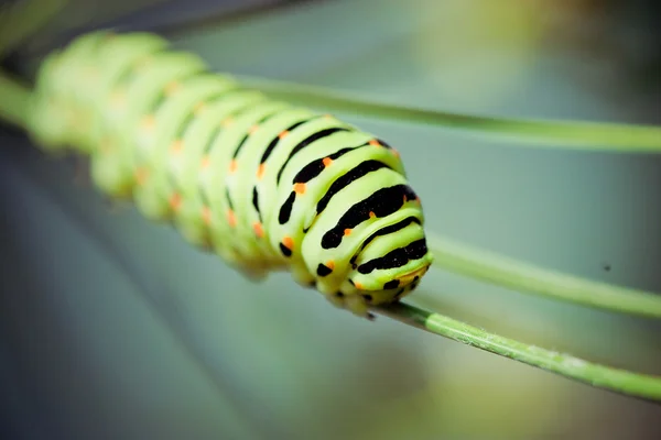 En svart swallowtail — Stockfoto