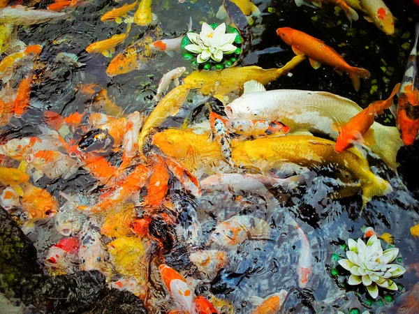 多彩花样的鲤鱼 — 图库照片