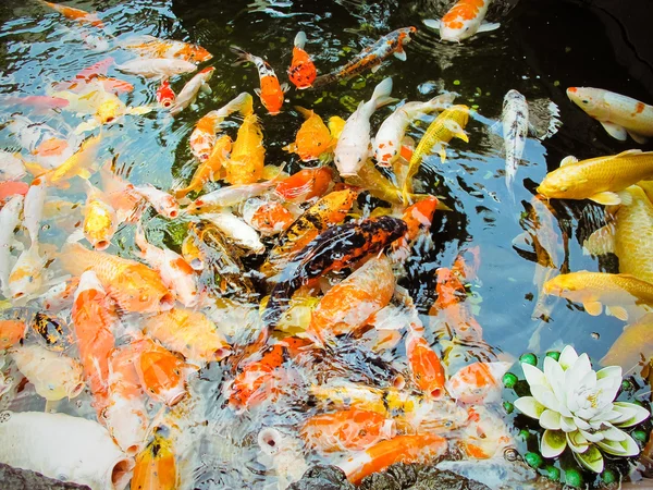 Colorful brocaded carps — Stock Photo, Image