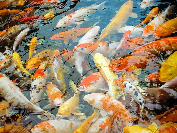 Colorful brocaded carps — Stock Photo, Image