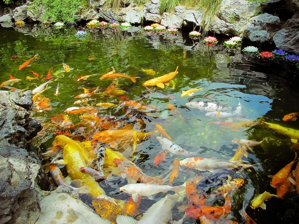 Colorful brocaded carps — Stock Photo, Image