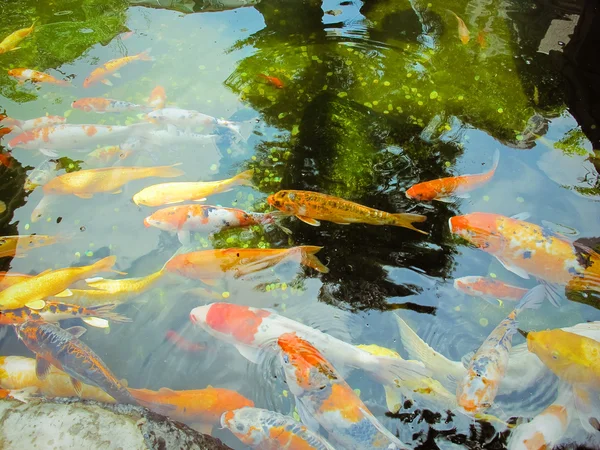 Kleurrijke brokanten karpers — Stockfoto