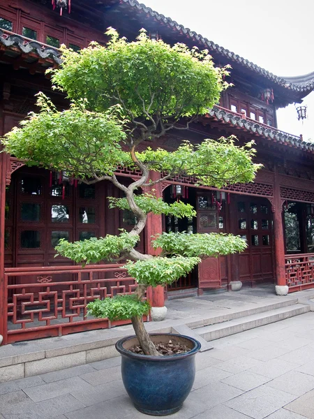 Traditional Chinese Wooden pavilion with pine tree — Stok fotoğraf