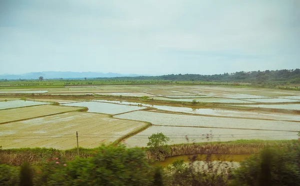 Campos de arroz, China — Fotografia de Stock