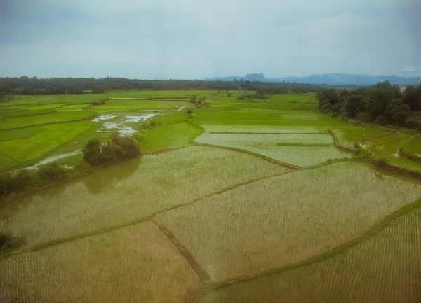 Pól ryżowych, Chiny — Zdjęcie stockowe