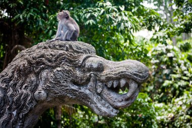 Bali 'deki Maymun Ormanı.)