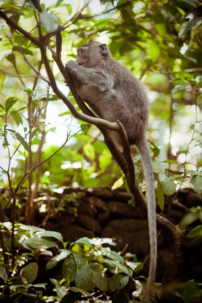Affe auf einem Baum — Stockfoto