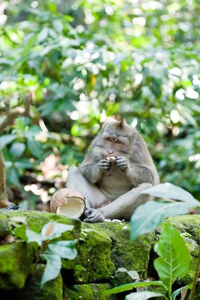 Affe auf einem Baum — Stockfoto