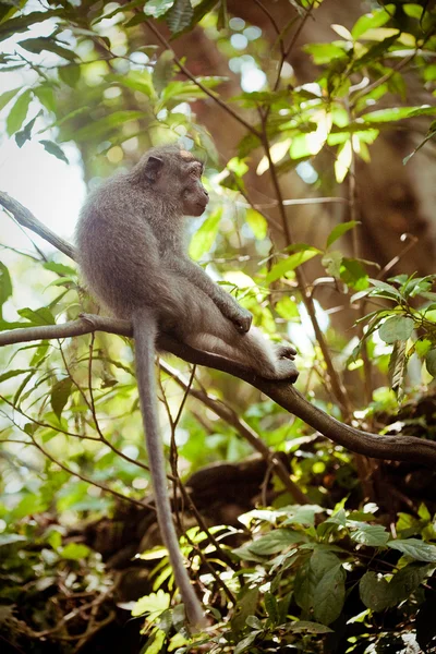 Mono en un árbol —  Fotos de Stock