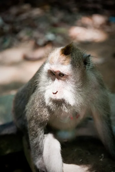 Macaco. — Fotografia de Stock
