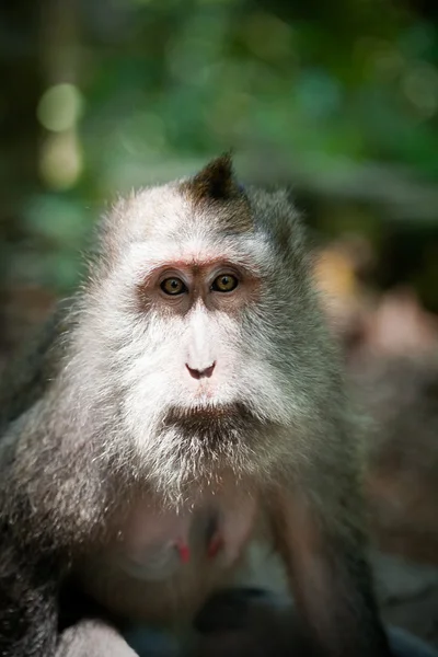 Macaco olhando para a câmera — Fotografia de Stock