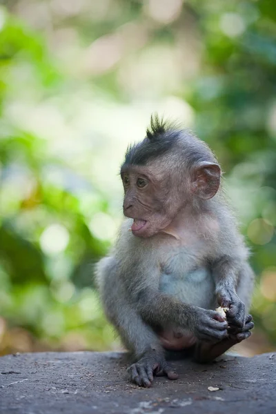 Pequeño mono. — Foto de Stock