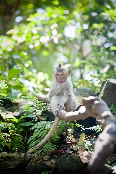 Mono sentado en una rama — Foto de Stock