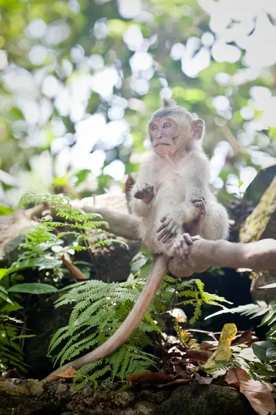 Мавпа сидить на гілці — стокове фото