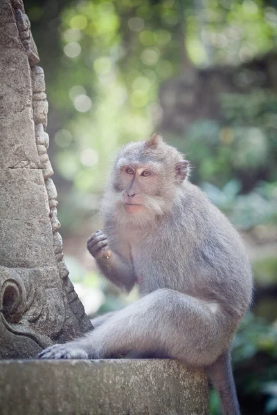Maimuță — Fotografie, imagine de stoc