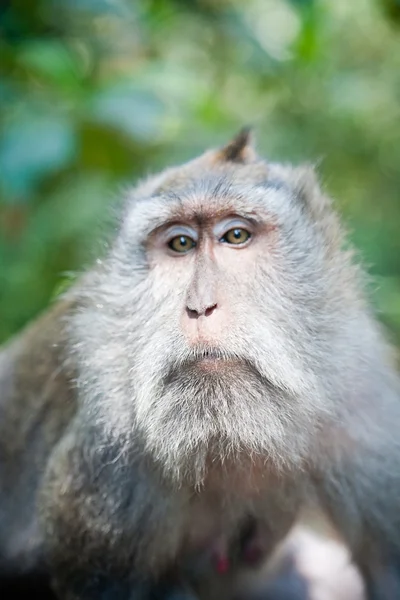 Cabeça de macaco — Fotografia de Stock