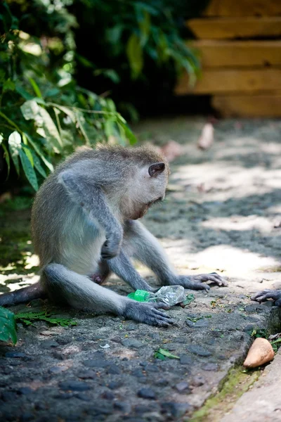 Macaco. — Fotografia de Stock