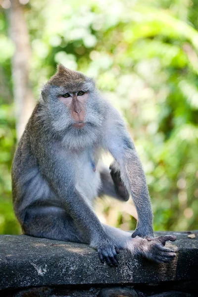 Macaco. — Fotografia de Stock