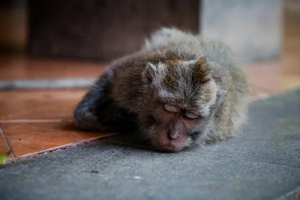 A brincar aos macacos — Fotografia de Stock